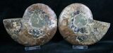 Beautiful Inch Cut and Polished Ammonite Pair #5648-1